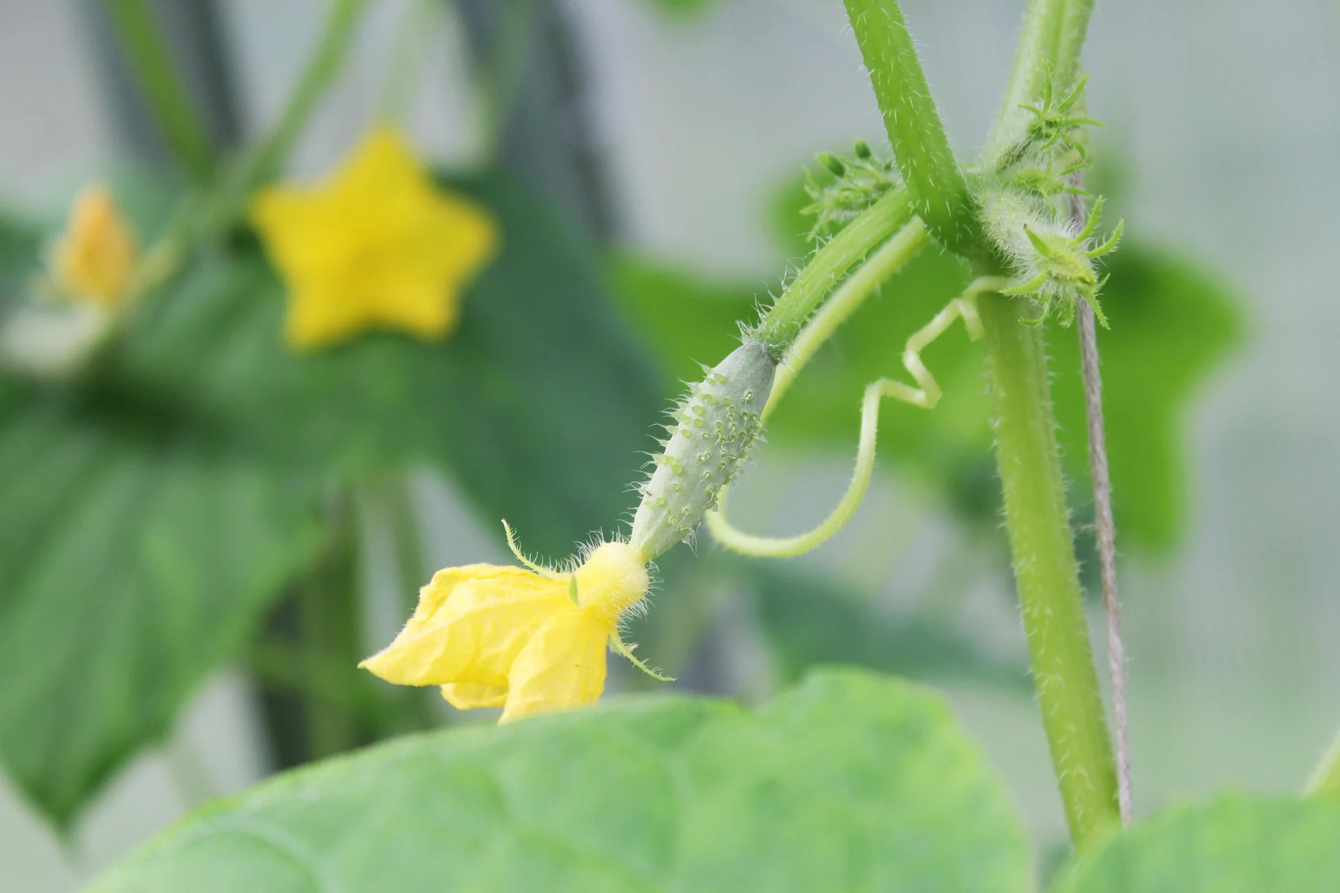 Gherkin flower on the vine